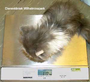 Een kitten van 8 maanden die maar 1,1 kg zwaar is!